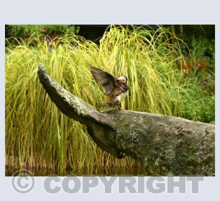 Mandarin Duck at Trewidden Gardens