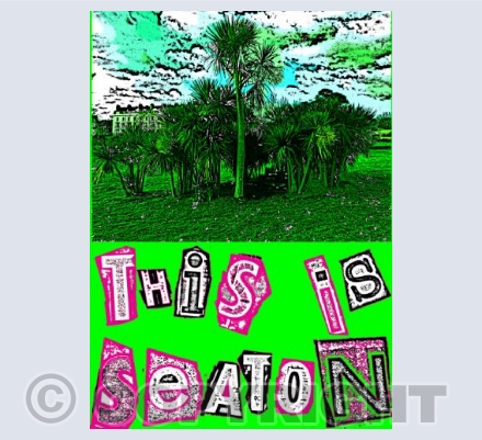 Oasis