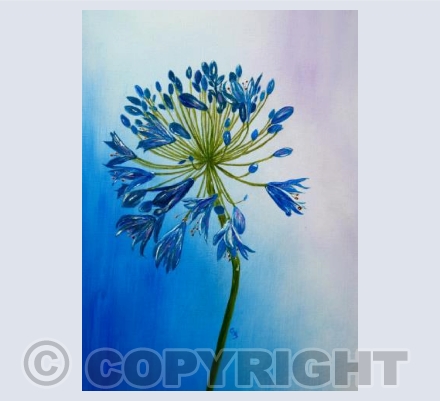 Agapanthus