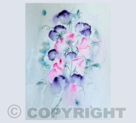 Sweet Pea