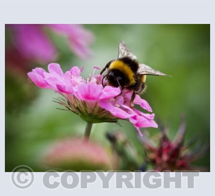 Busy Bee