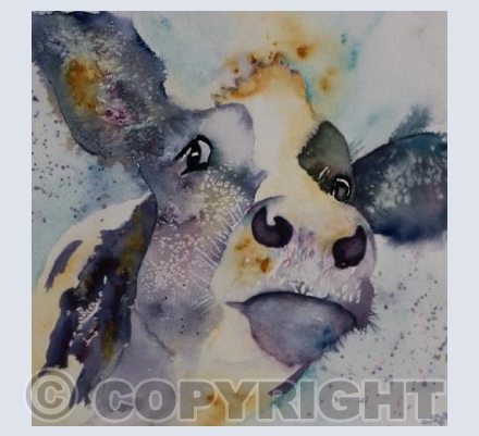 Curious Cow