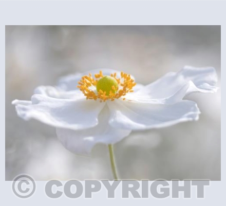 White Anemone