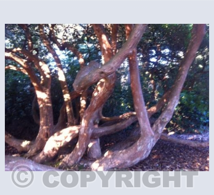 Woodland tree