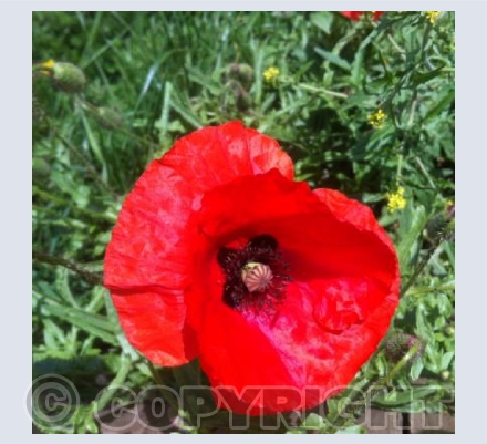 Poppy