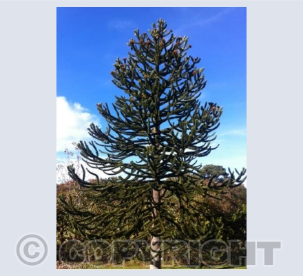 Fir tree