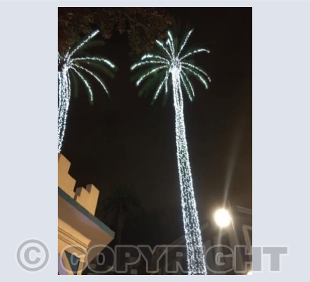Christmas palm trees