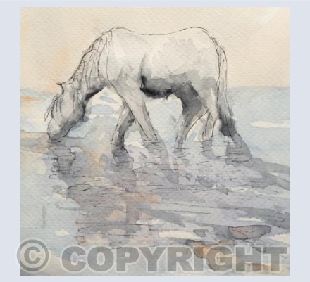 Horse drinking
