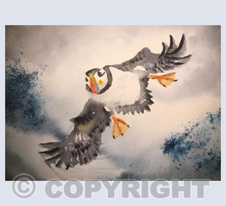 Puffin