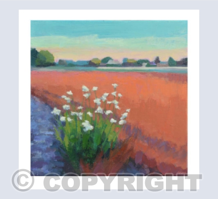 Summer Field
