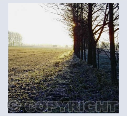 Winter Morning