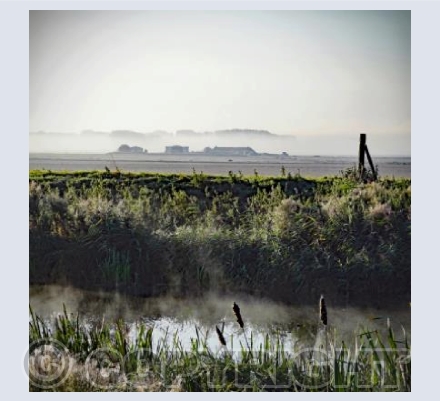 Misty Fen
