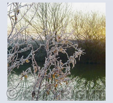 Frosty Morning