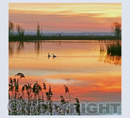 Swans in the Morning Glow