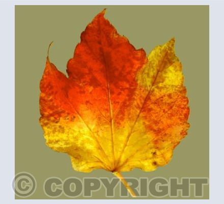 Autumn Leaf