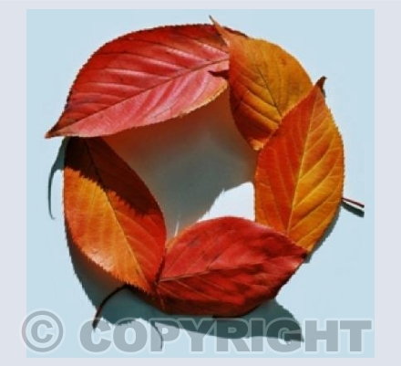 Leaf Ring