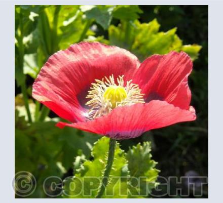 Poppy