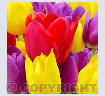 Tulips