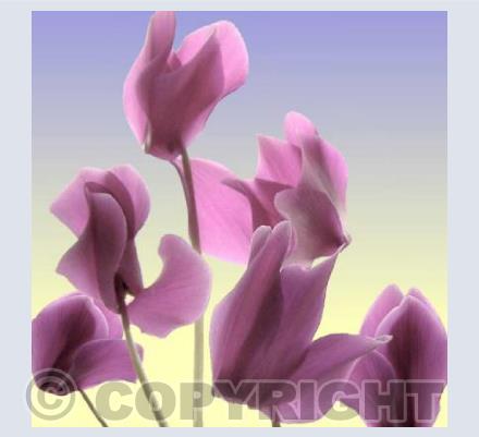 Cyclamen