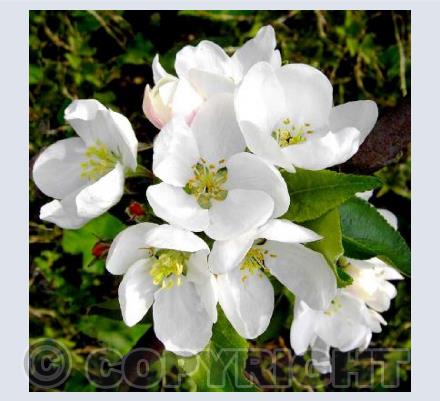 Apple Blossom 