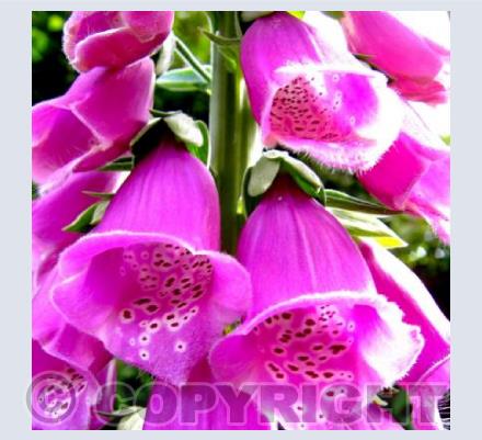Foxglove