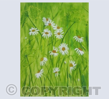 Oxeye Daisies