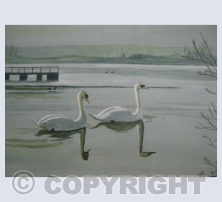 Serene Swans