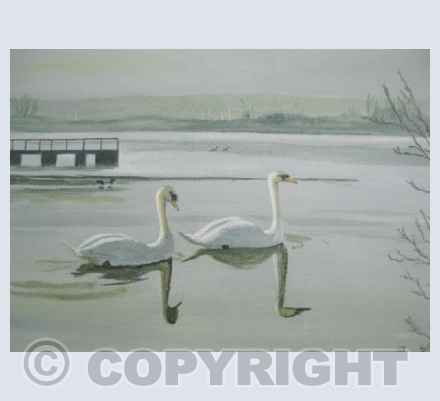 Serene Swans