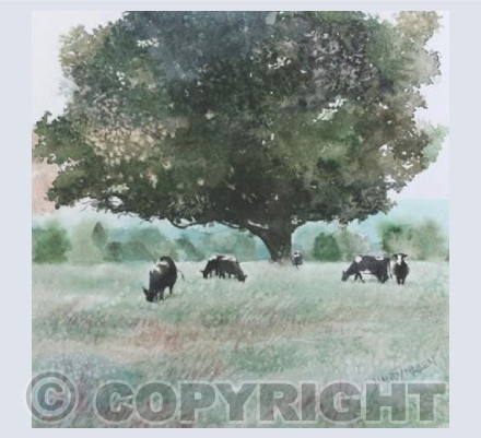 Cows in the field