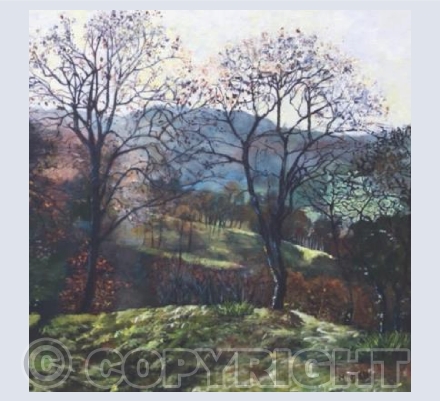 Winter sunshine in the trees