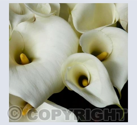 Arum Lilies