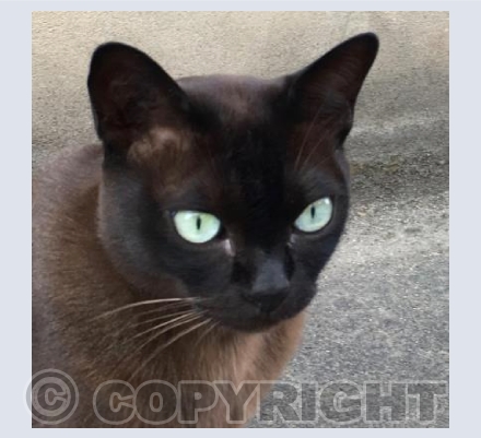 Black Cat Good Luck