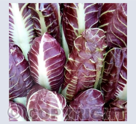 Radicchio