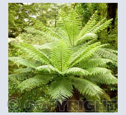 New Zealand Fern