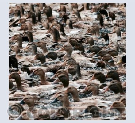 Out for a Duck