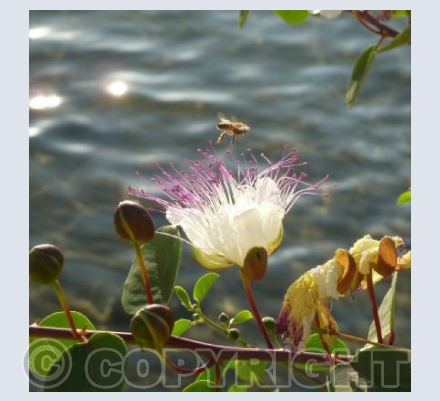 Just Hovering