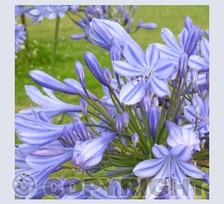 Agapanthus