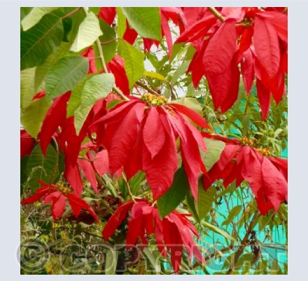 Poinsettias