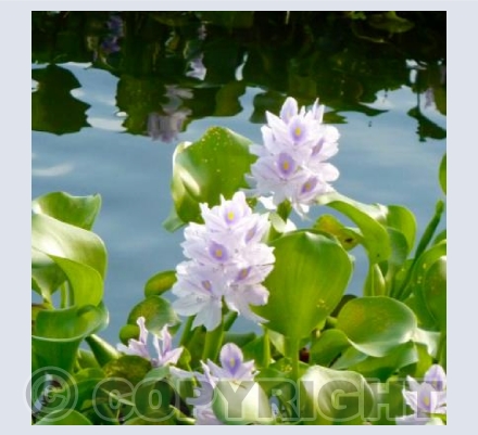 Backwaters of Kerala