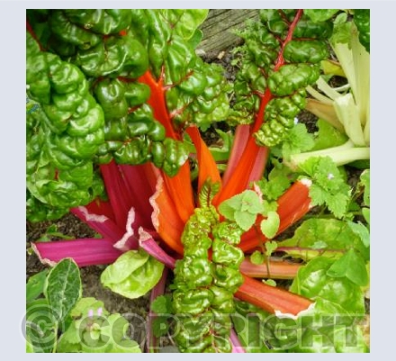 Heather's Chard