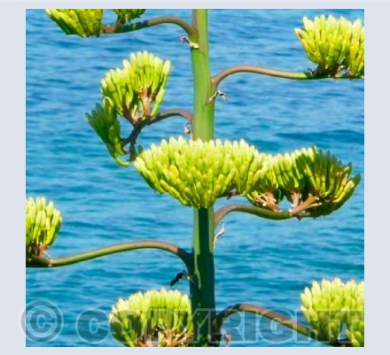 Au Bord De Mer