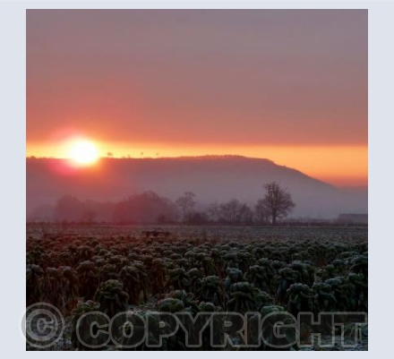 Frosty Sprouts at Sunrise - Bromham - Wiltshire