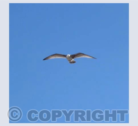 Seagull