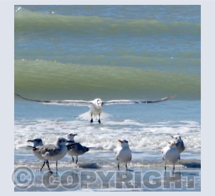 Here he comes again...