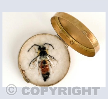 Male Common Furrow Bee