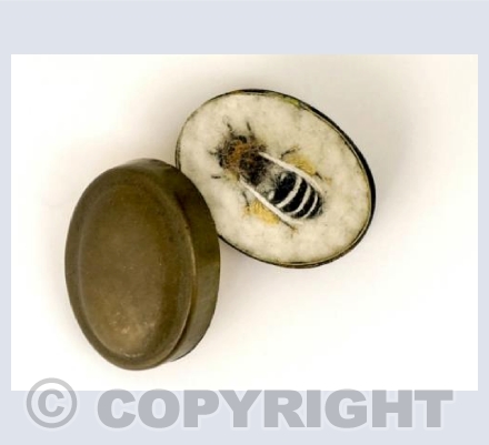 Female Davies' Colletes