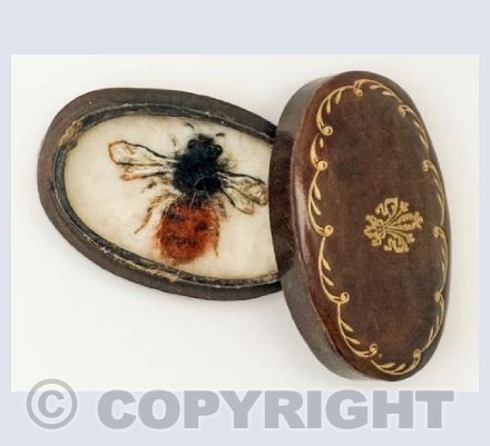 Female Red-tailed Mason Bee