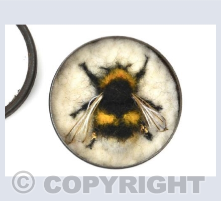 Queen Broken-belted Bumblebee