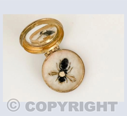 Male Short-horned Yellow-face Bee