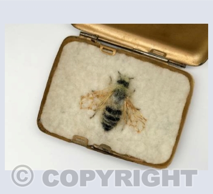 Male Sainfoin Bee